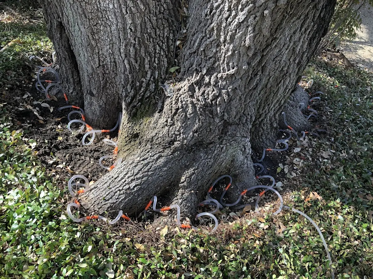 Detailed Tree Cabling and Bracing job site in Laotto