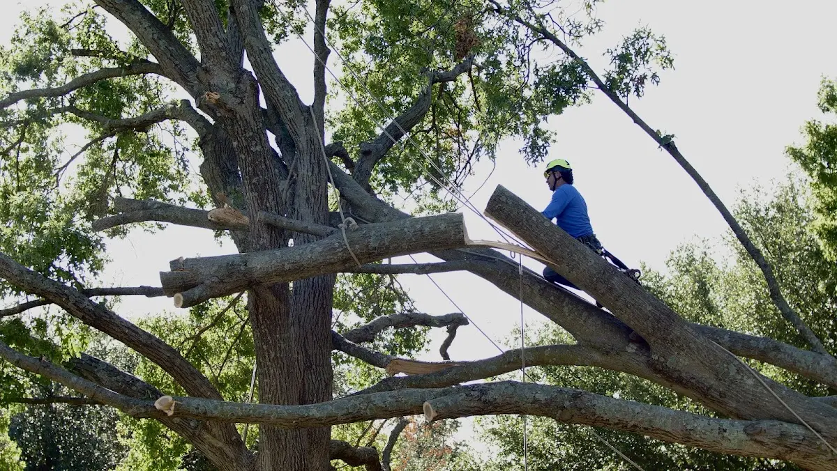 Professional Hazardous Tree Removal performed by certified arborists in Laotto