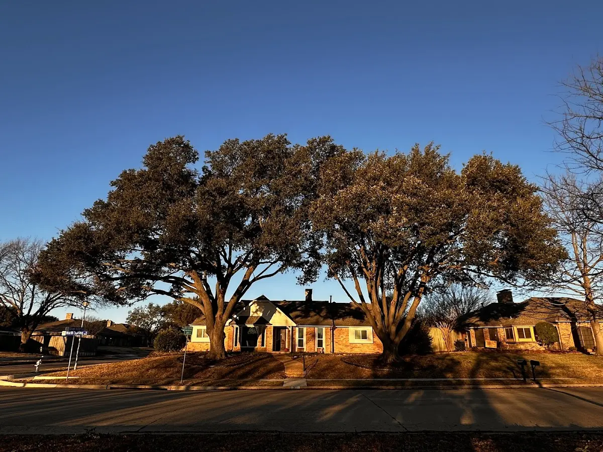 Established residential canopy tree shading a home in Laotto